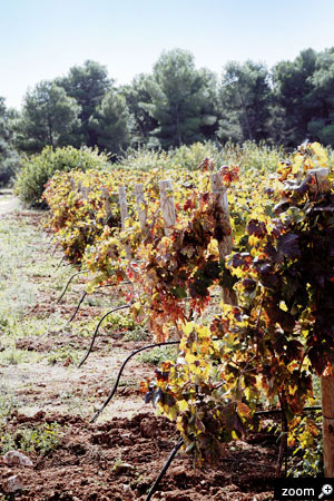 Tenuta Caccia Riservata